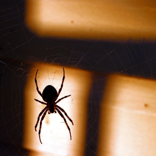 Spider silhouet kopie ruimte bruin