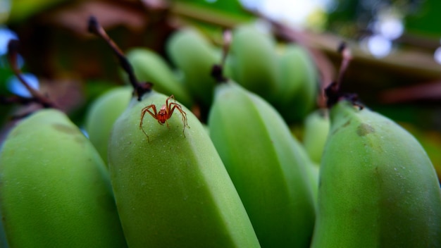 Photo a spider sits on a banana that is green