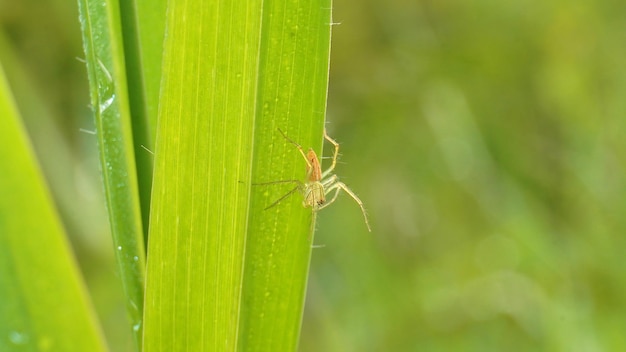 A spider sits on a blade of grass.