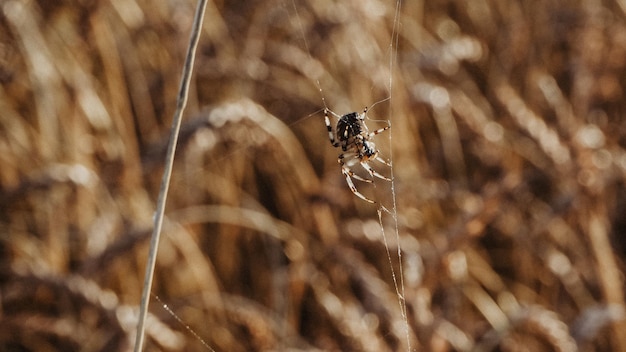 A spider sits in a field of wheat.