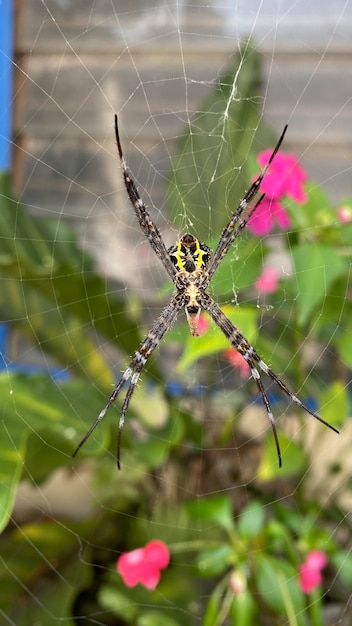 A spider sits in a flower bed in the garden.