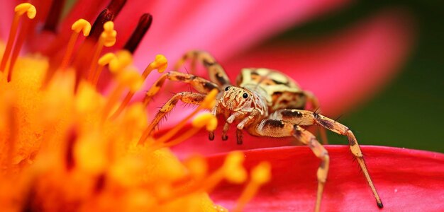 A spider sits on a flower in the garden