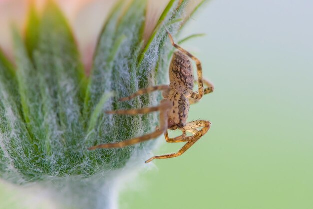 A spider sits on a flower stem.