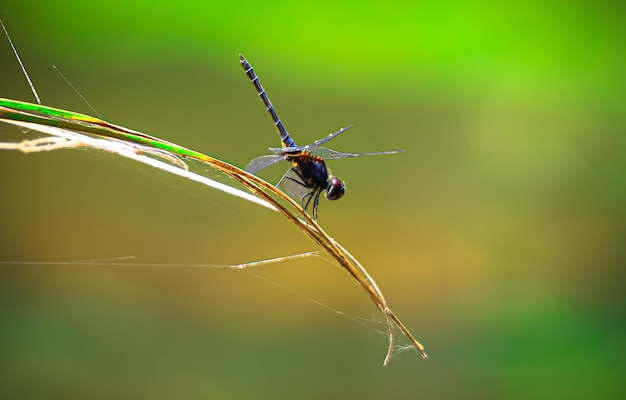 A spider sits on a grass blade in the sunlight.