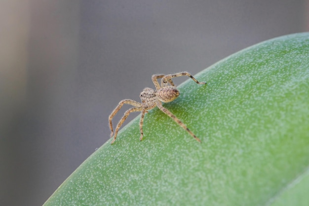 A spider sits on a green leaf.