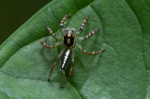 A spider sits on a green leaf