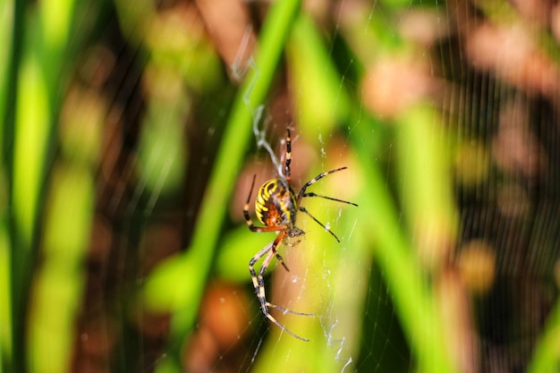 Photo a spider sits in its web with the word spider on it