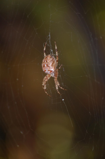 Spider sits on a web in a garden near plants