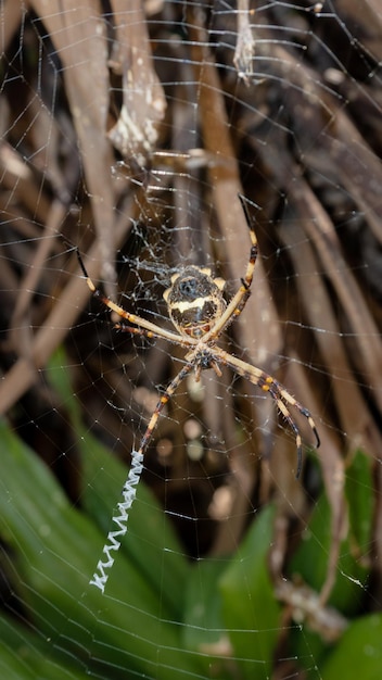 A spider sits in a web with its legs spread out.