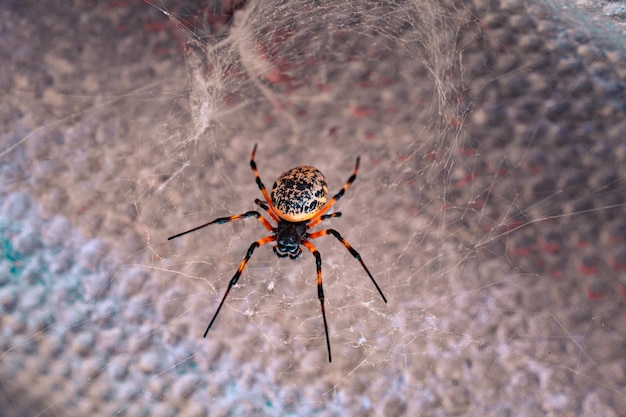 A spider sits in a web with its web in it.