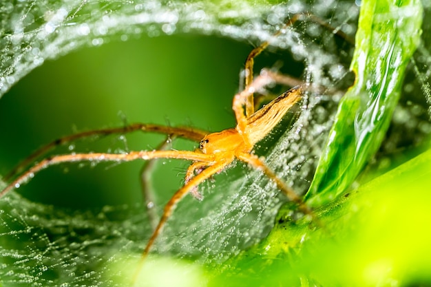 Паук и паутина на зеленом листе в лесу