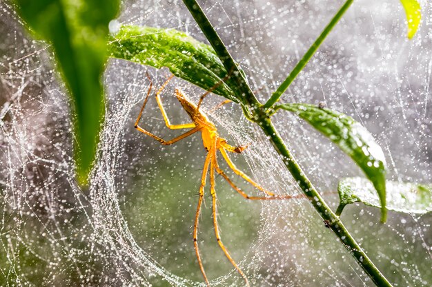 Spider and spider web on green leaf in forest