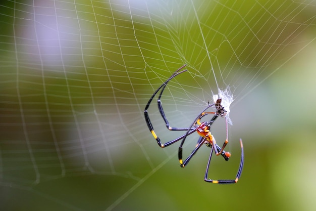 Spider on a spider web with green nature background.