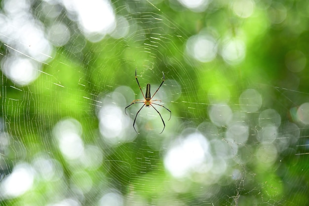 Spider on a spider web.