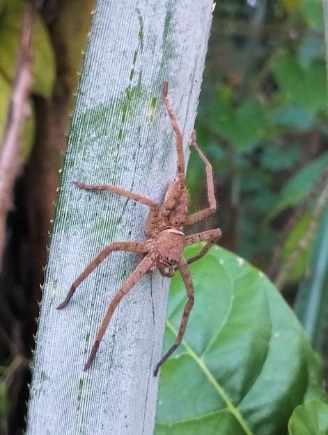 A spider on a stick in the jungle