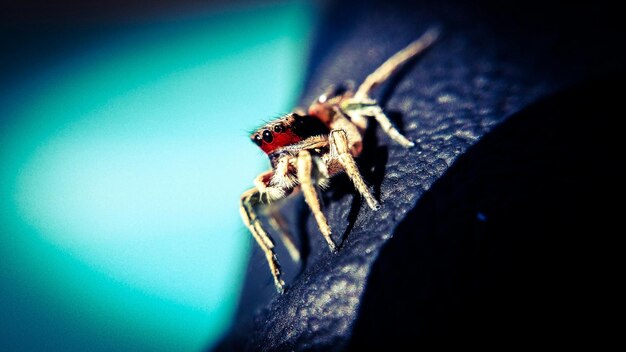 Photo spider in terrarium