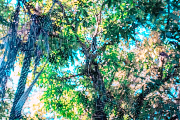 Spider on a tree with a web in the middle of it