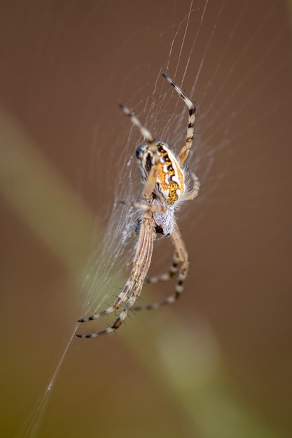 Spider waiting in his web.