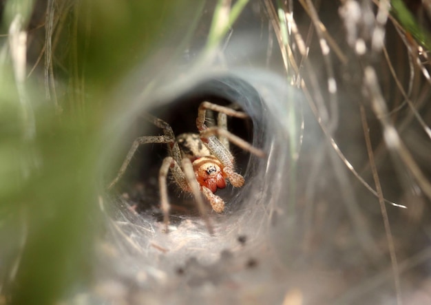 Spider waiting for prey