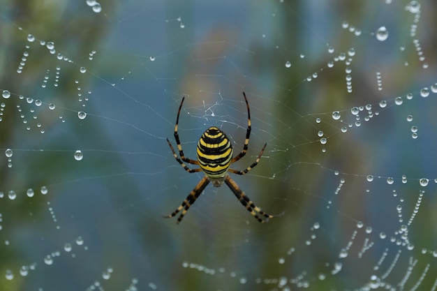 거미 말벌 (위도 Argiope Bruennichi). 새벽 짙은 안개에 이슬에 거미와 거미줄.