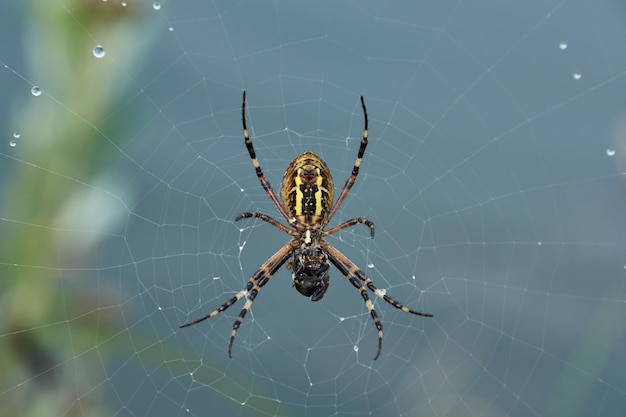 거미 말벌 (위도 Argiope Bruennichi). 새벽 짙은 안개에 이슬에 거미와 거미줄.