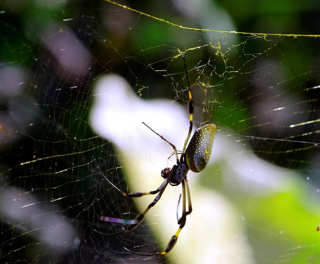 Spider weaving a web