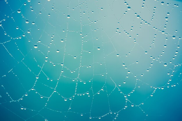 spider web achtergrond