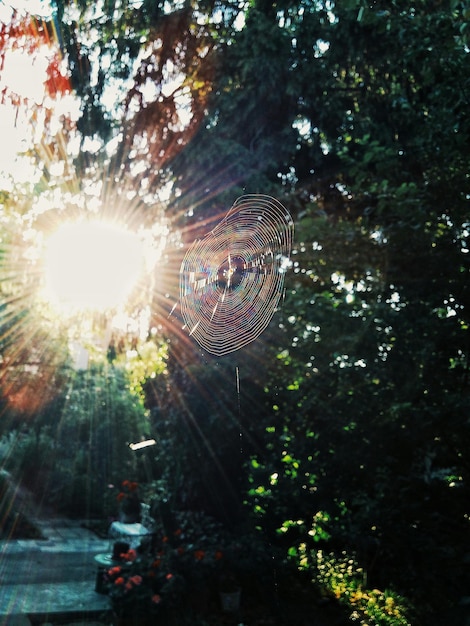 La rete di ragno contro il sole luminoso nel parco