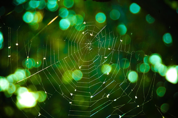 Spider web against green bokeh background Close up