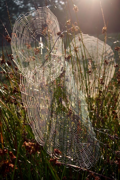 写真 蜘蛛の巣と草の中の蜘蛛