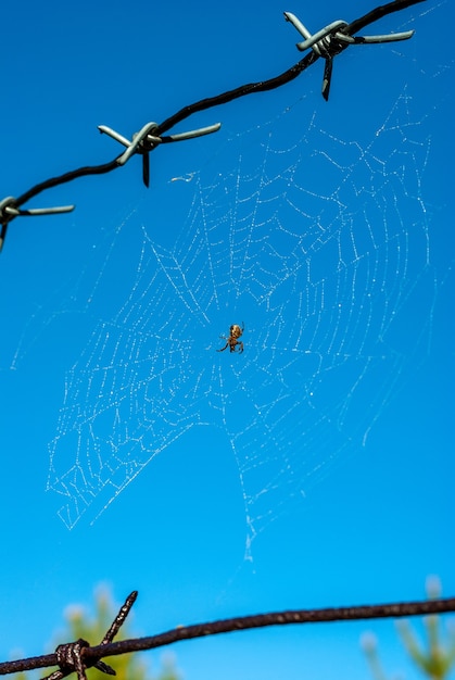 Spider web on barbed wire across clear blue sky