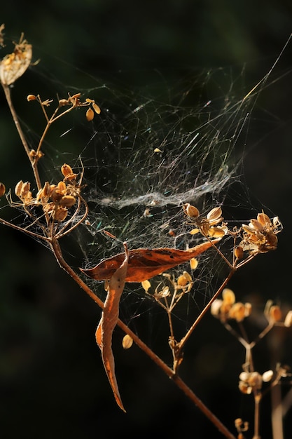 Photo spider web over the bush