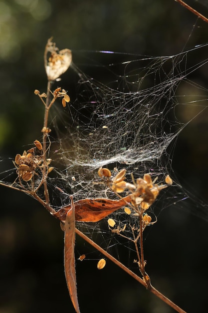 Spider web over the bush