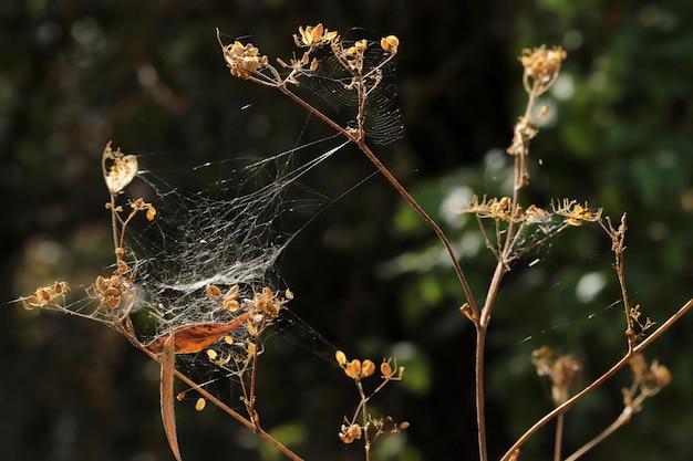 Spider web over the bush