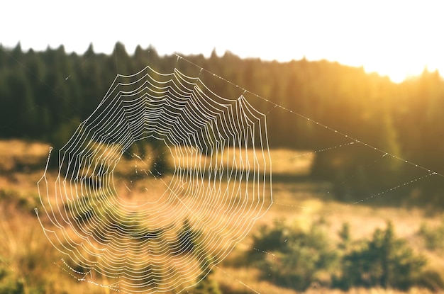Spider web by field against sky at morning