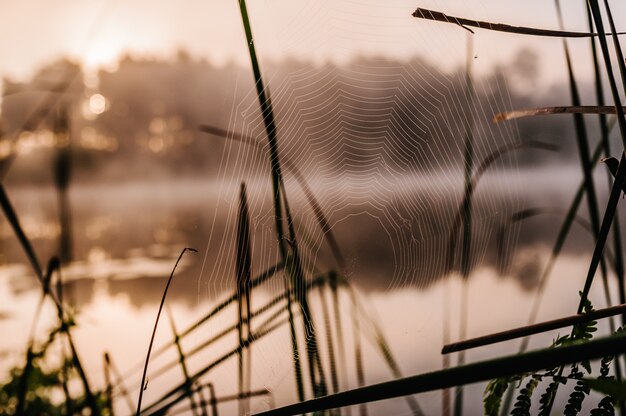 The spider web close up background. Shining water drops on spider web over green grass background.