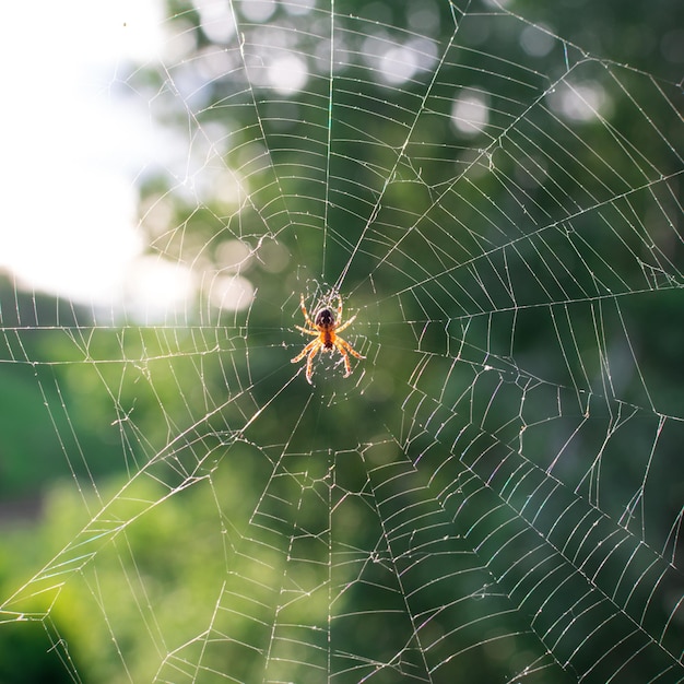 Spider on a web close up on a blurry green background in the sun