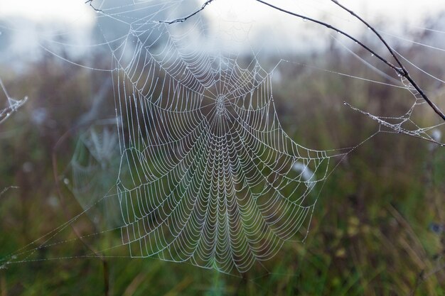 Spider web closeupThe shot of the big cobweb closeup  with the branch in it and  the bright