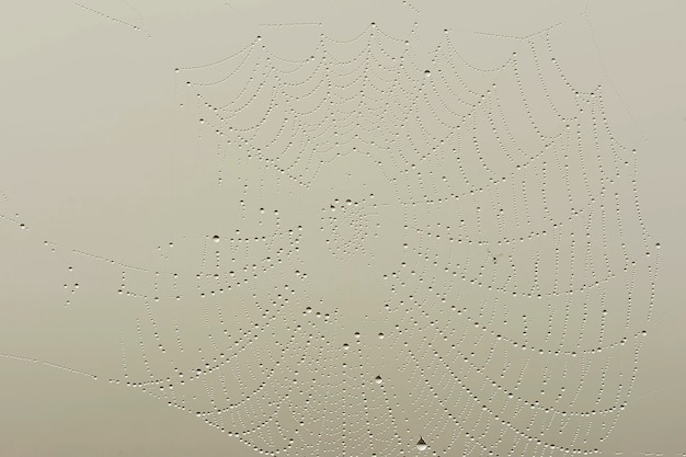 A spider web or cobweb. Structure built by a spider.