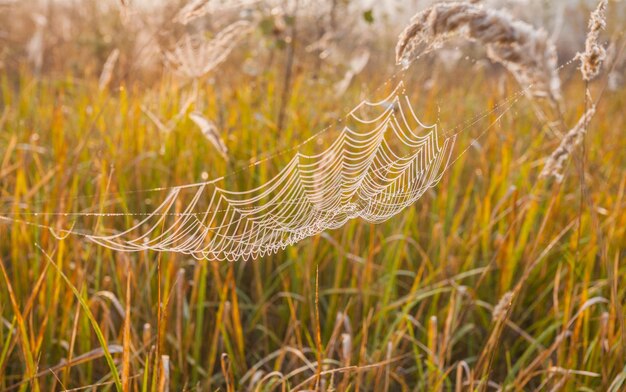 The spider web cobweb