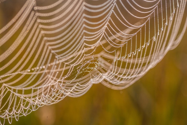 The spider web cobweb