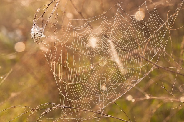 The spider web cobweb