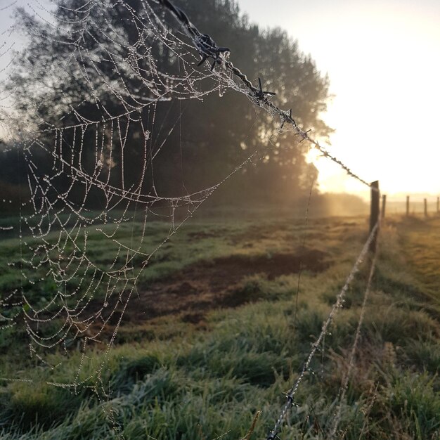 Spider web on field against sky