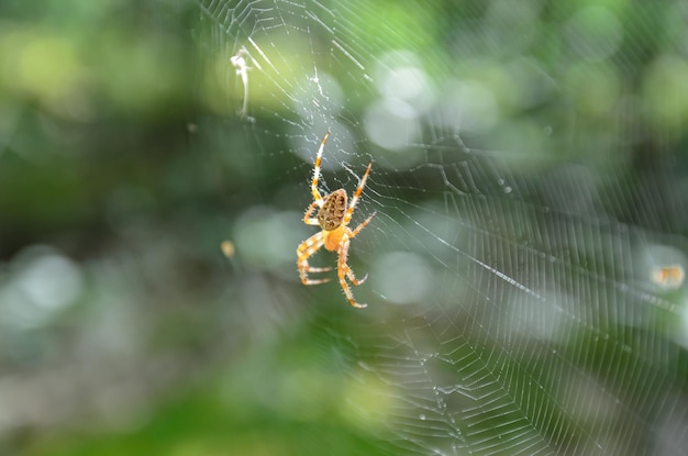 森のクローズ アップで web 上のクモ