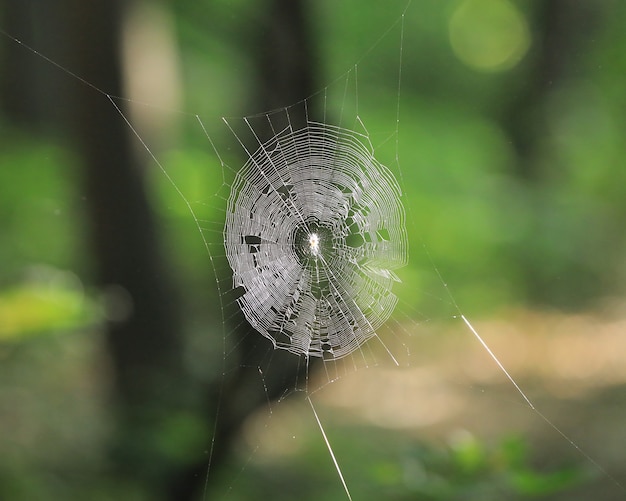 spider web on forest green background