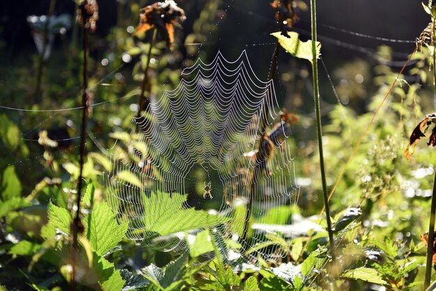 Spider web in the forest