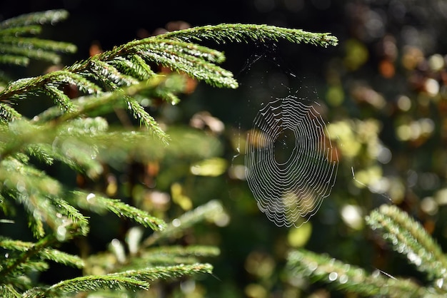 Spider web in the forest