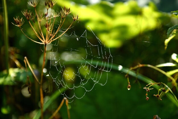 Spider web in the forest