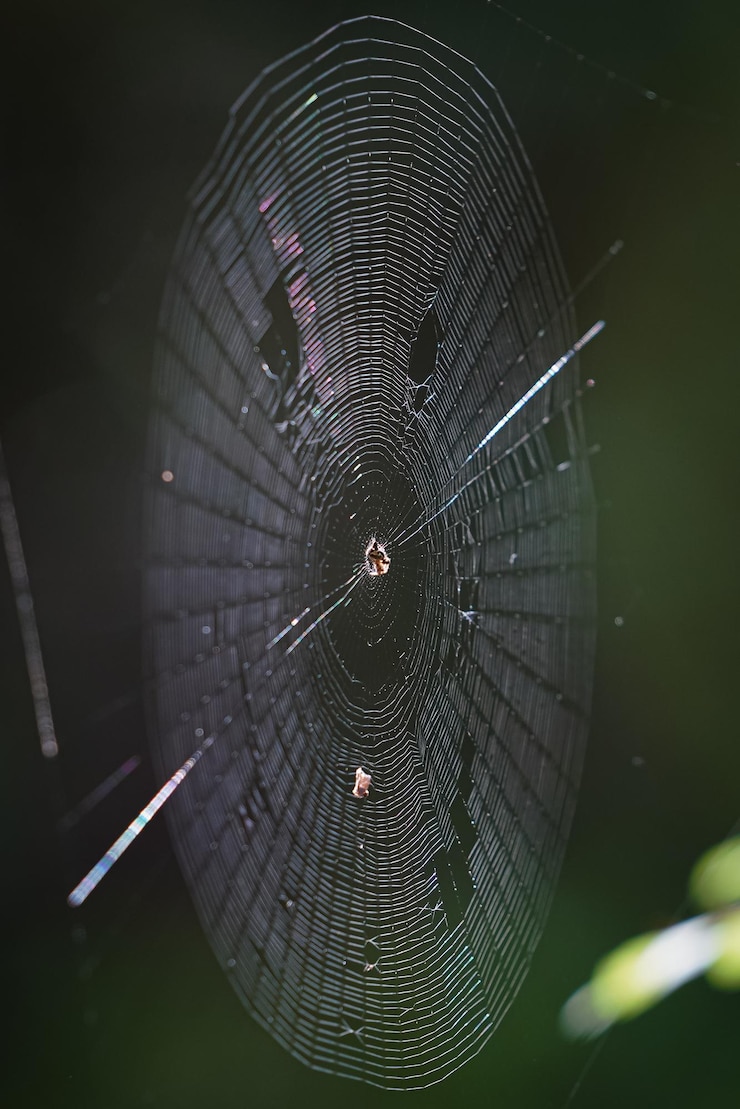 Photo spider web in forest