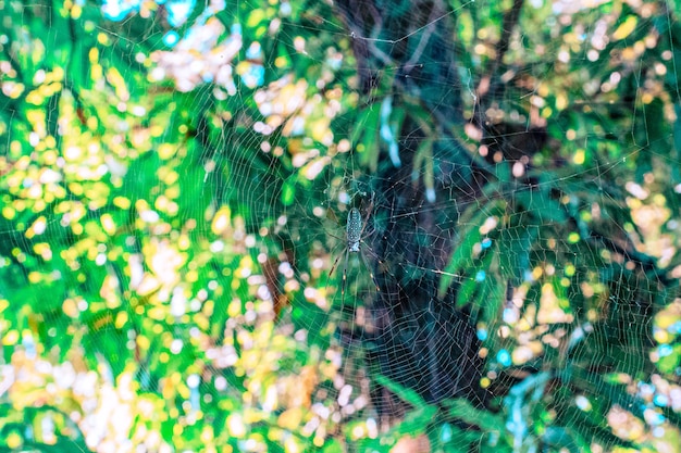 緑の木に蜘蛛の巣がかかる